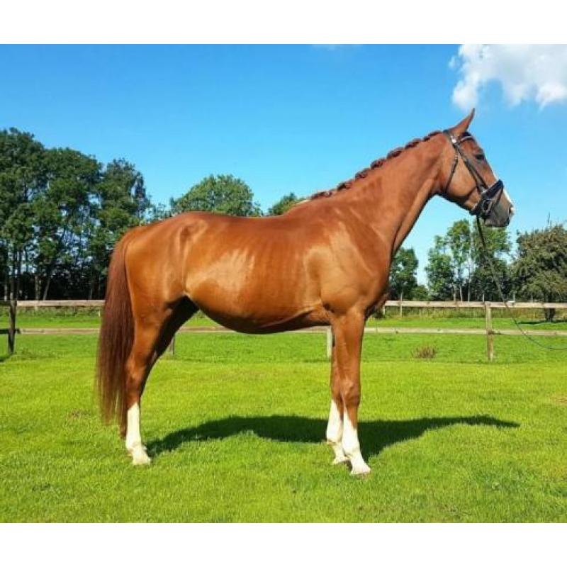 5 jarige ruin