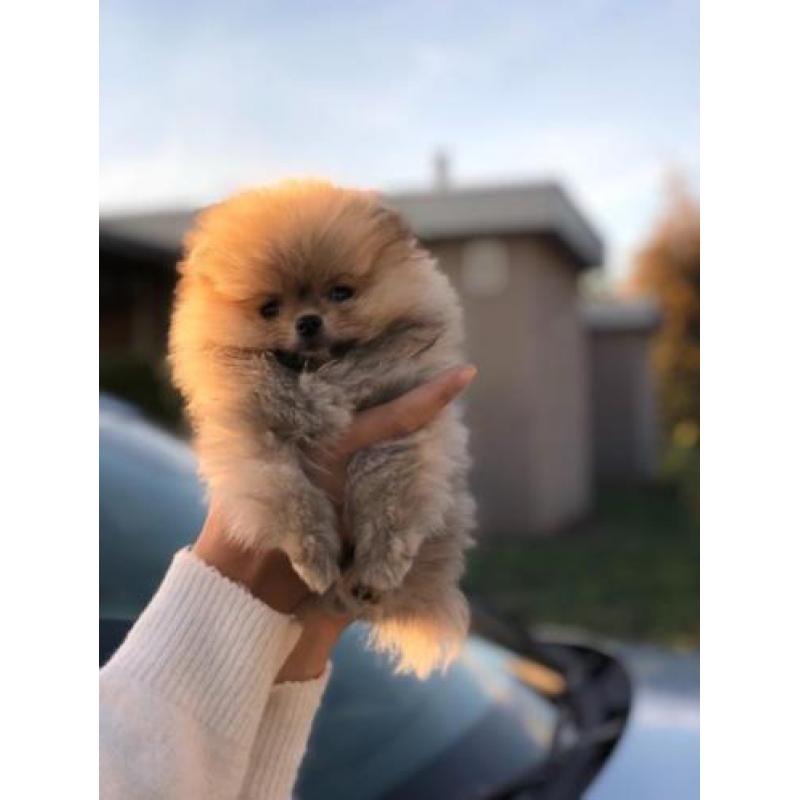Pomeriaan pup
