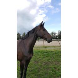 Super leuke 5 Jarige merrie.HaarlemxVainqueur.