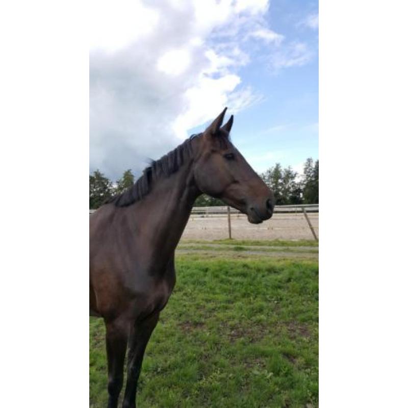 Super leuke 5 Jarige merrie.HaarlemxVainqueur.