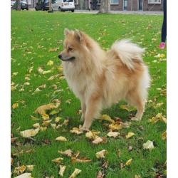 Zeer mooie f1 pomsky dekreu