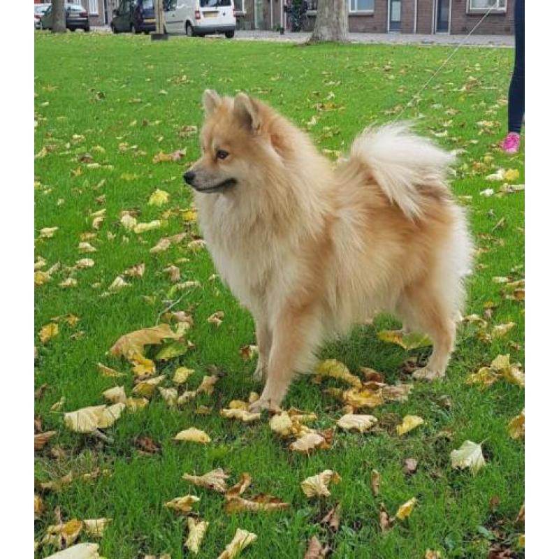 Zeer mooie f1 pomsky dekreu