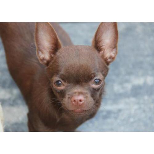 Heel mooi Chocolade kleur Chihuahua teefje met FCI