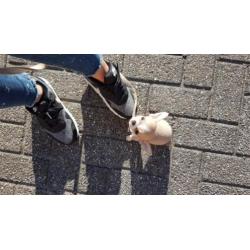 Lieve chihuahua pup reu