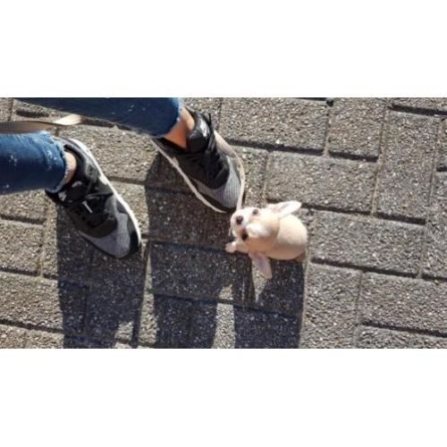 Lieve chihuahua pup reu