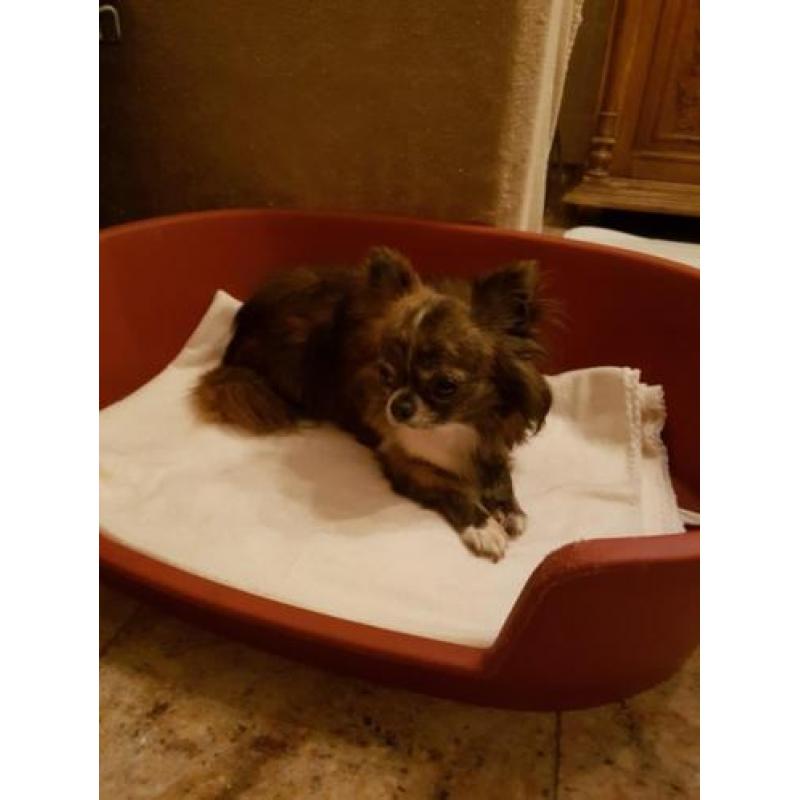 Te koop prachtig brindle/ wit chihuahua reutje!