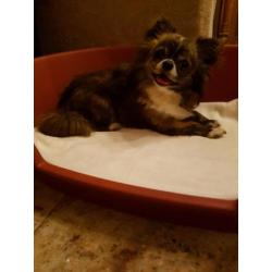 Te koop prachtig brindle/ wit chihuahua reutje!