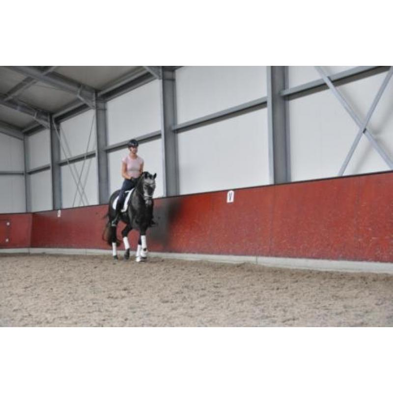 Te koop chique 4 jarige dressuur ruin!
