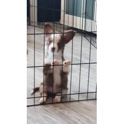 chihuahua reu pup 9 weken