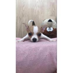 Chihuahua