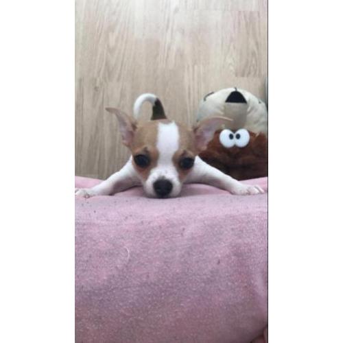 Chihuahua