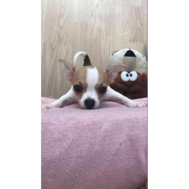 Chihuahua