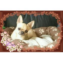 3 mooie chihuahua reutjes pups