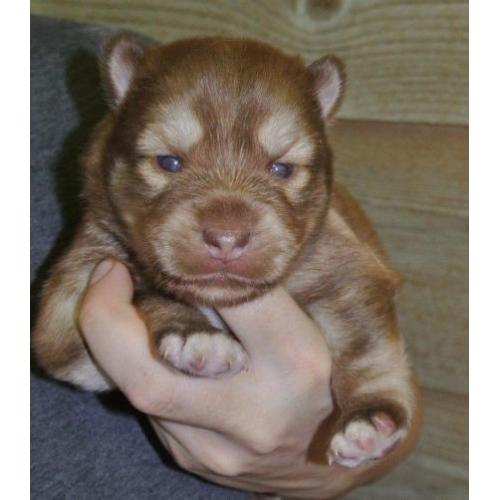 prachtige pomsky pup mini husky