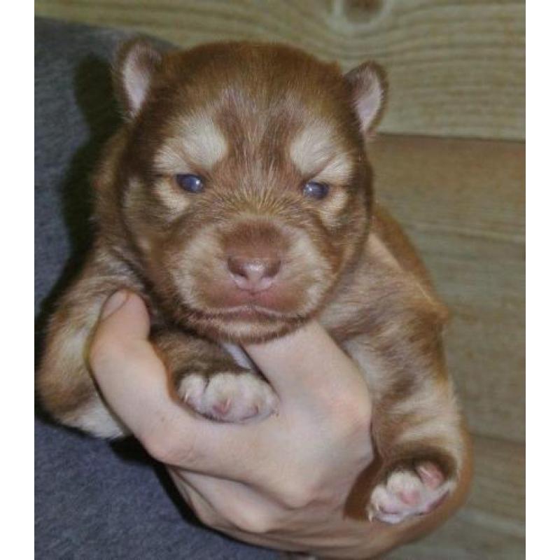 prachtige pomsky pup mini husky