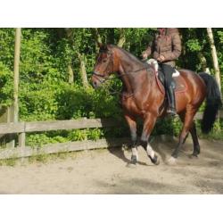 10 jarige BWP Ruin 1.68 - springgefokt