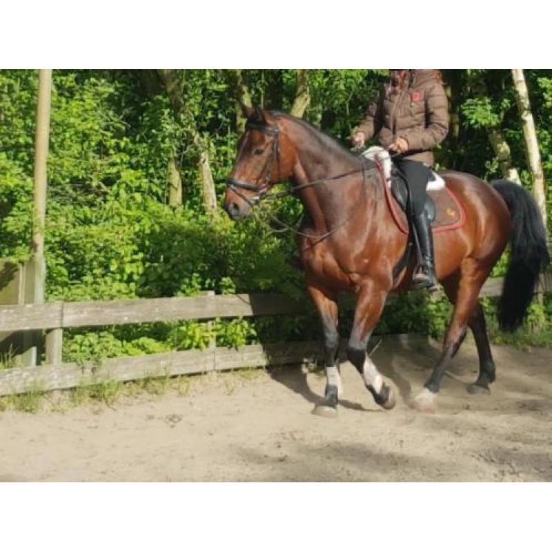 10 jarige BWP Ruin 1.68 - springgefokt