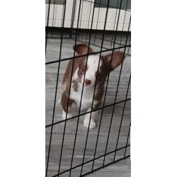 chihuahua reu pup 9 weken