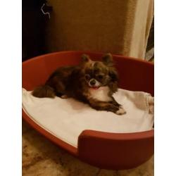 Te koop prachtig brindle/ wit chihuahua reutje!