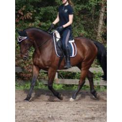 10 jarige BWP Ruin 1.68 - springgefokt