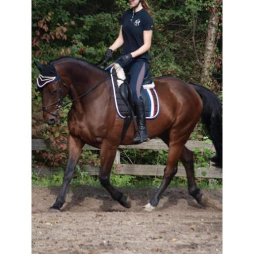 10 jarige BWP Ruin 1.68 - springgefokt