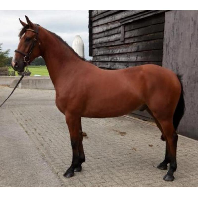 3 jarige ruin, met top afstamming