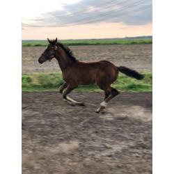 KWPN hengstveulen en 2.5 jarige platenbonte hengst
