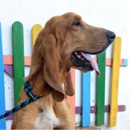 Neska (7jr): prachtige Sabueso reu
