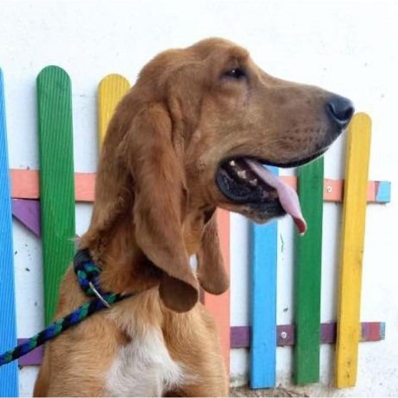 Neska (7jr): prachtige Sabueso reu