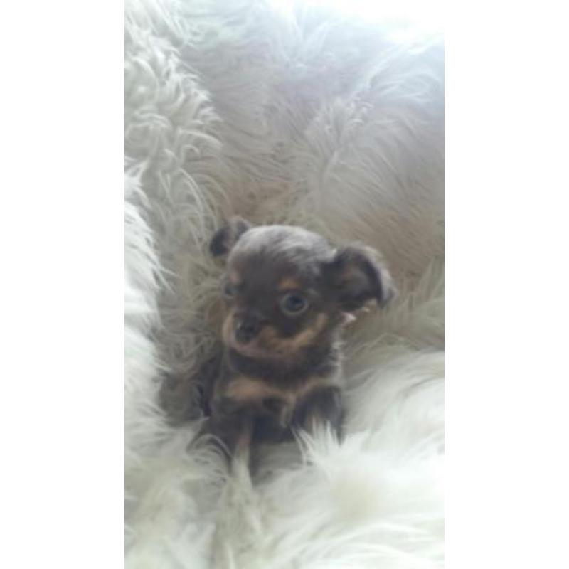 Prachtige Stoere chihuahua pup