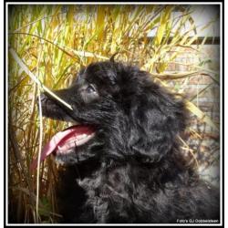 Poedel M x Boomer kruising pups