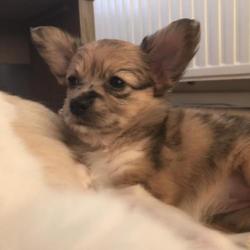 4 Prachtige Pups, Vlinderhond x Keeshond, Teefjes