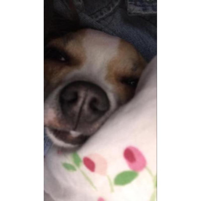 Chihuahua
