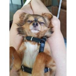 Ervaren dekreu chihuahua langhaar.