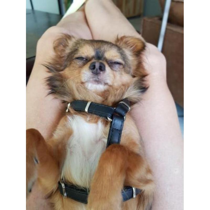 Ervaren dekreu chihuahua langhaar.