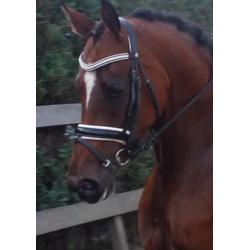 ## Eye catcher ## Welsh E pony met talent van een paard ##