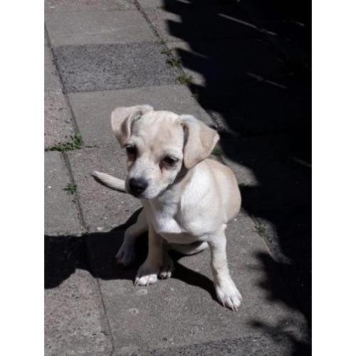 Chihuahuas te koop