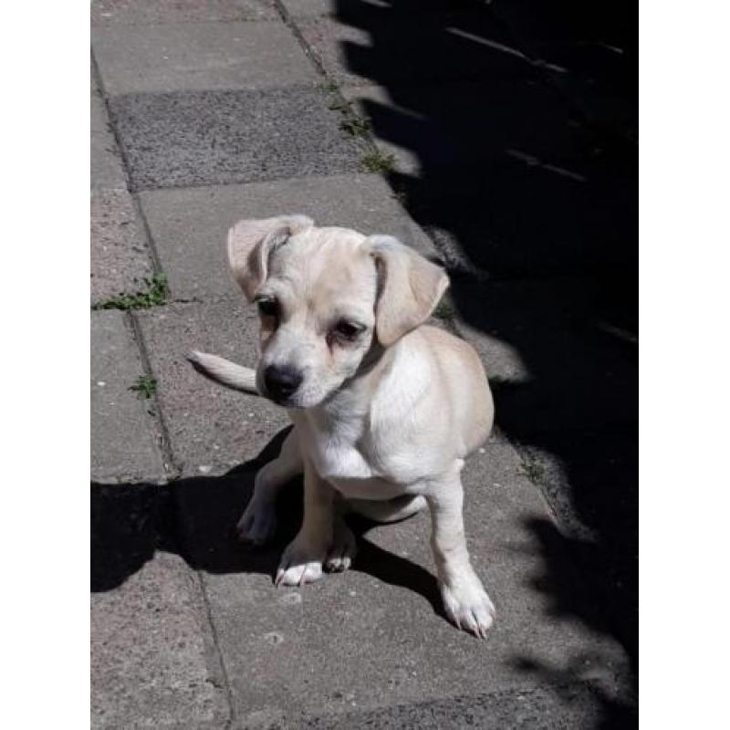 Chihuahuas te koop