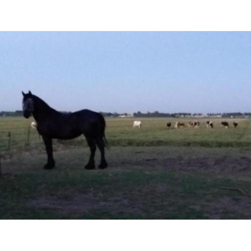 Friese merrie
