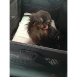 Mini chihuahua dekreutje (NIET TE KOOP)