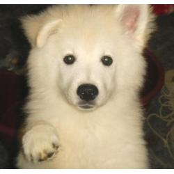 Keeshonden Pups