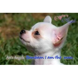 Chihuahua pup met fci stamboom