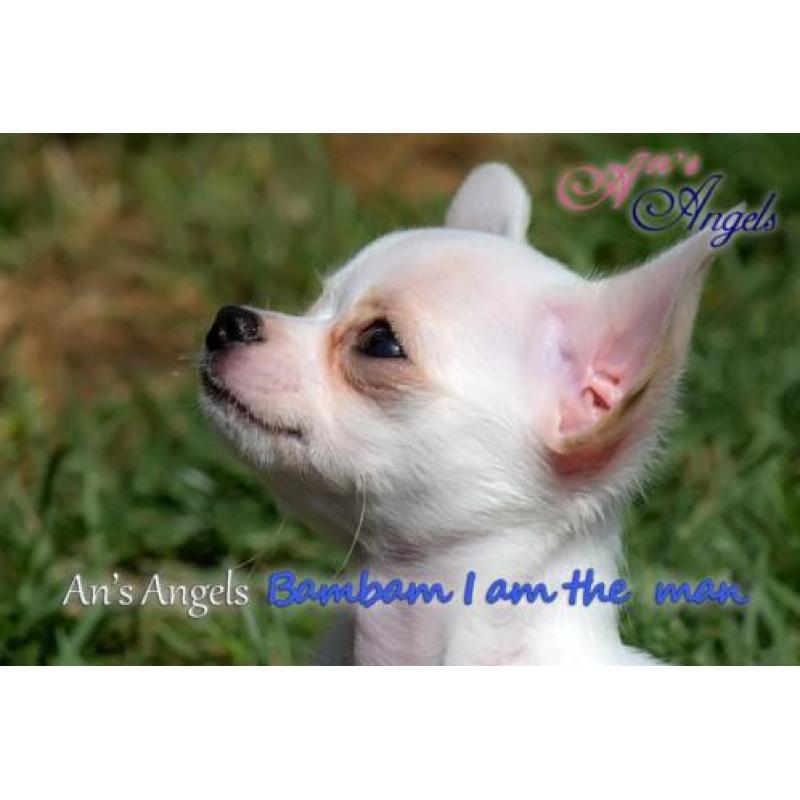 Chihuahua pup met fci stamboom
