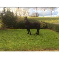 Friese merrie