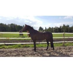 Super leuke 5 Jarige merrie.HaarlemxVainqueur.