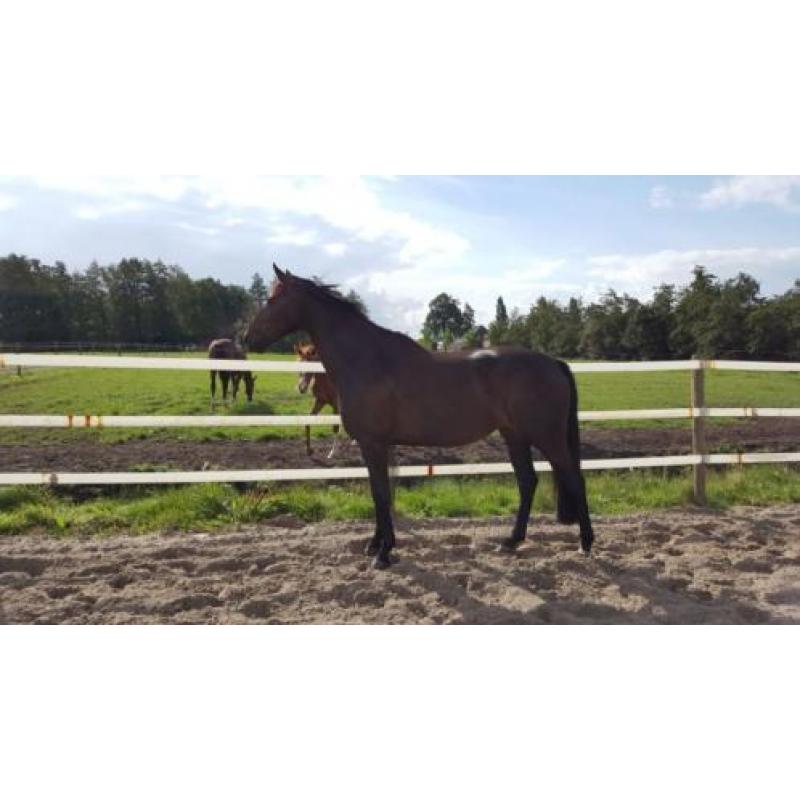Super leuke 5 Jarige merrie.HaarlemxVainqueur.
