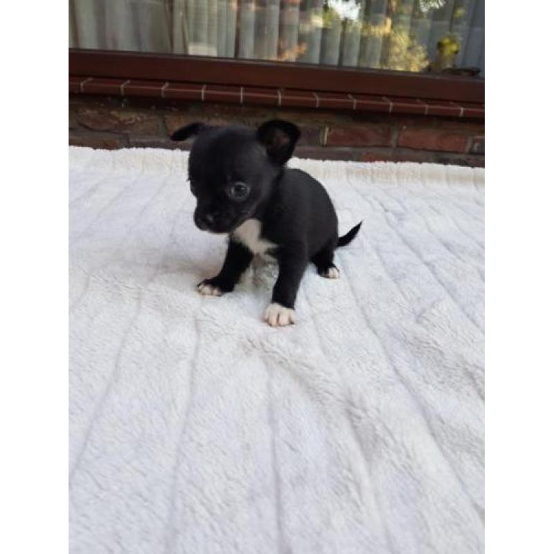 honden