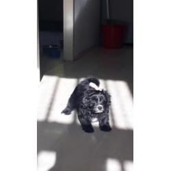 supermooie pomeriaan/boomer pups te koop