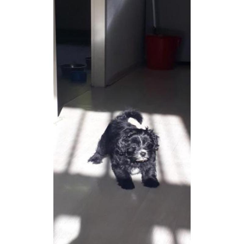 supermooie pomeriaan/boomer pups te koop