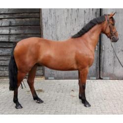 3 jarige ruin, met top afstamming